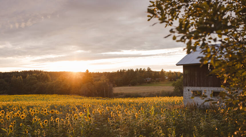 En vacker solnedgång sedd från en åker full av solrosor.