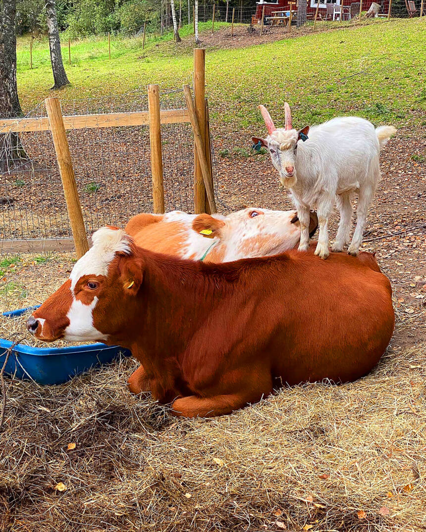 Kaksi lehmää makaa maassa, vuohi seisoo toisen lehmän päällä.